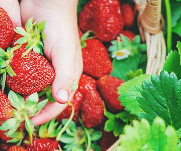 Vente directe de fraises