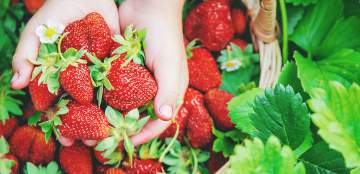 Un grand choix de fruits et légumeset de produits régionaux... M'y rendre